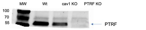 PTRF antibody (18892-1-AP) | Proteintech