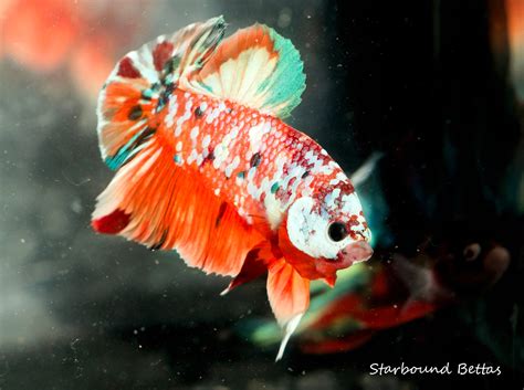 Betta Swim Bladder Disease: Constipation, Infection, and the Pea Test ...