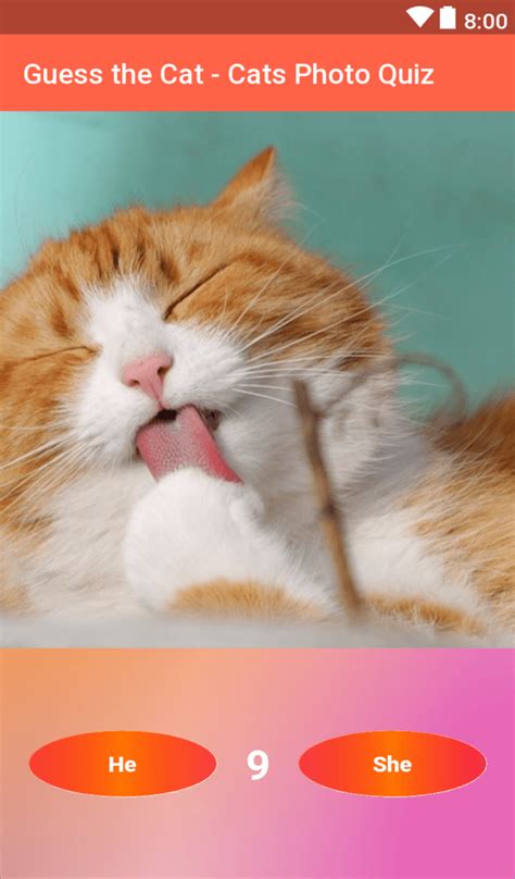 Guess the Cat - Cats Photo Quiz - App on Amazon Appstore