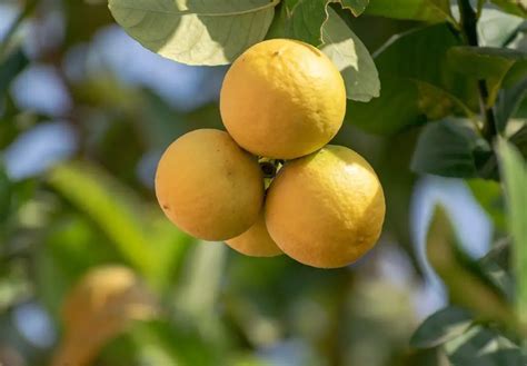 Image result for Lemon Tree for Office