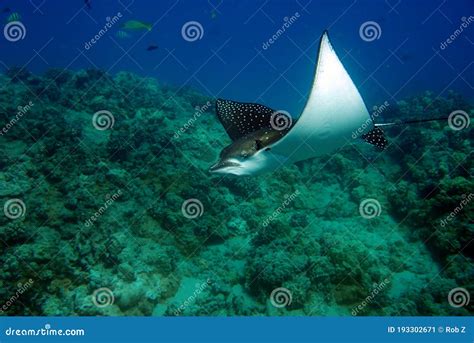 Speckling Manta Ray in Hawaii Stock Image - Image of underwater ...