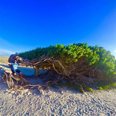 ÁRVORE DA PREGUIÇA (2025) All You Need to Know BEFORE You Go (with ...