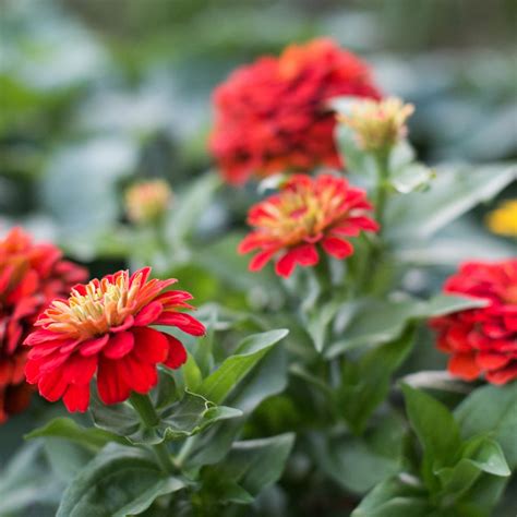 Zinnia Care In Pots: The Best Growing Guide - Green Garden Cottage