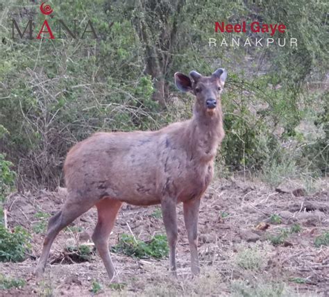 Mana Hotels Ranakpur | Gallery & Pictures of the resort