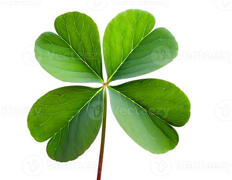Four leaf clover 44835487 PNG