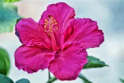 Pink Hibiscus Flower · Free Stock Photo