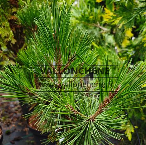 PINUS halepensis - pin d'Alep