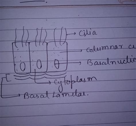 Diagram of ciliated columnar epithlium tissue - Brainly.in