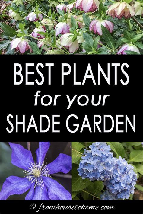 Annuals That Like Shade - Garden Plant