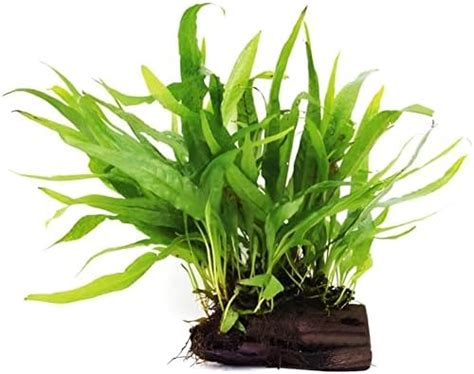 Moss and More - Java Fern BUNCHED - Quick Bushy Aquarium setups ...