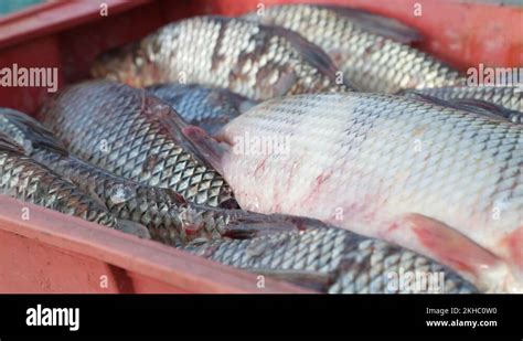 Fish Stack Cod 的图像结果