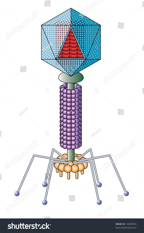 Basic Virus Structure 的图像结果