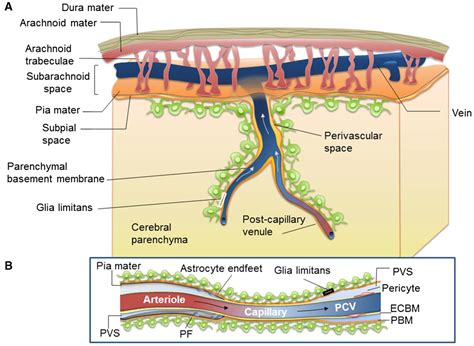 Brain Enlarged Perivascular Spaces as Imaging Biomarkers of Cerebrovascular Disease: A Clinical ... - perivascular space of virchow robin