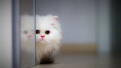 20 Perfect cute wallpaper desktop 4k You Can Save It At No Cost ...