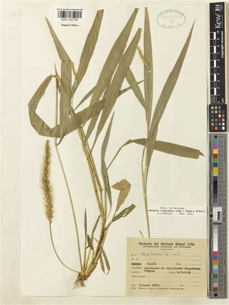 Setaria lachnea (Nees) Kunth | Plants of the World Online | Kew Science