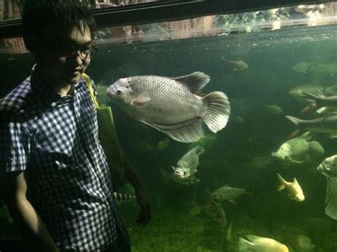 THE 10 CLOSEST Hotels to Las Farolas The Fish World, Pasig