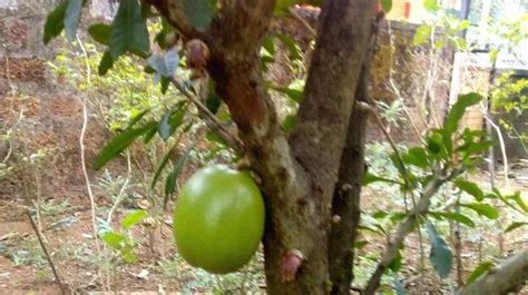In a rare sight, 'Kamandalu' used by sages grows in front yard of house ...