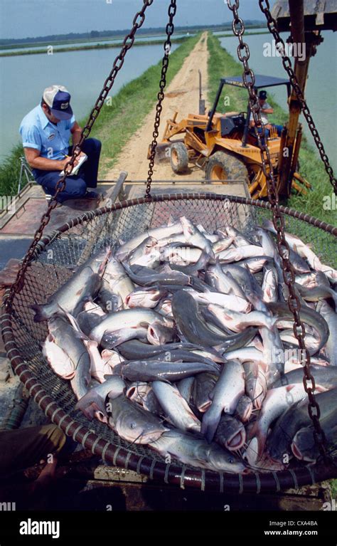 Image result for Catfish Farming Tips