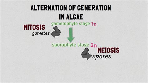 Dr. Malik| The life cycle of algae and the alternation of generation in algae