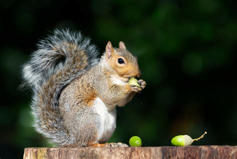 What does squirrel meat taste like? | Great British Food Awards