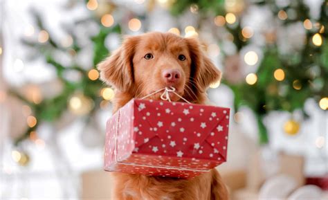 Senior Dog Gift Ideas for 2023 - Hampton Roads Veterinary Hospice