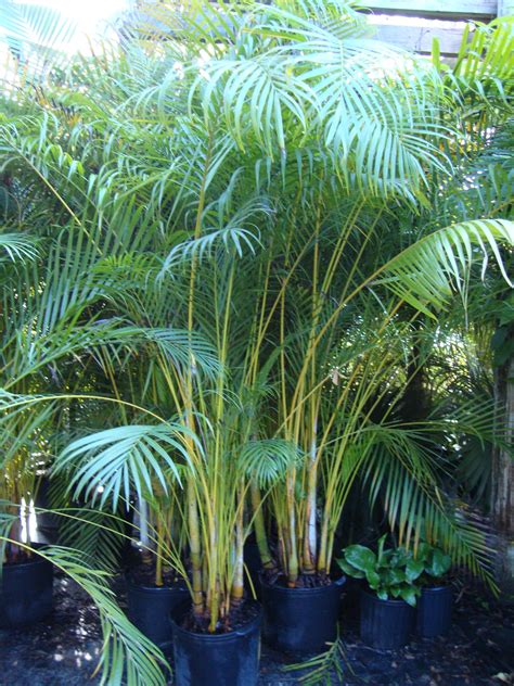 Areca Palms For Privacy