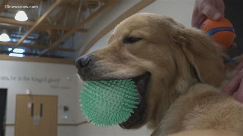 Are You Allowed To Bring Dogs In Walmart