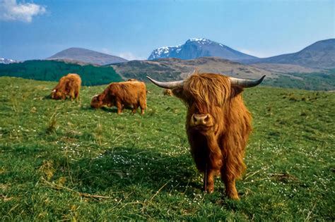 Waar in Schotland kan ik Schotse hooglanders zien? | VisitScotland