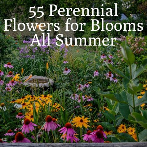 Flowers That Bloom In Mid Summer at Sherry Ramos blog