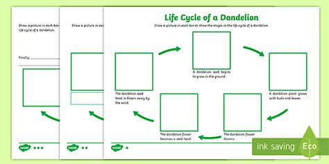 Dandelion Life Cycle Differentiated Worksheets - Twinkl