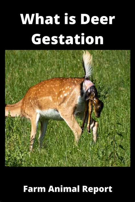 7 Signs: Deer Gestation Period | Deer | Gestation | Pregnant Deer ...