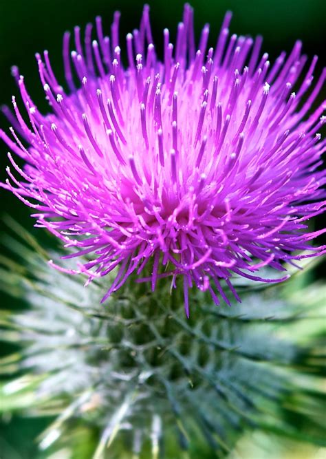 Scottish Thistle - Scotland National Flower Purple Flower Names, Purple ...