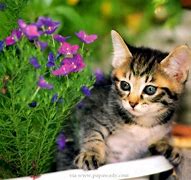 Image result for Really Cute Cats and Kittens