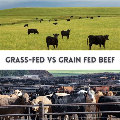 Grass-Fed Beef vs. Grain-Fed Beef Pros and Cons