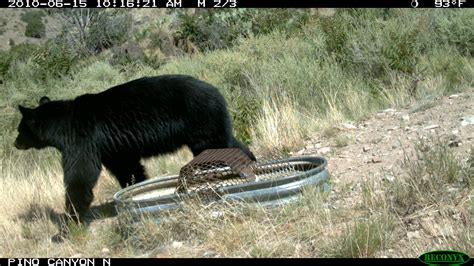Deep Learning Model Animal Behvaior 的图像结果