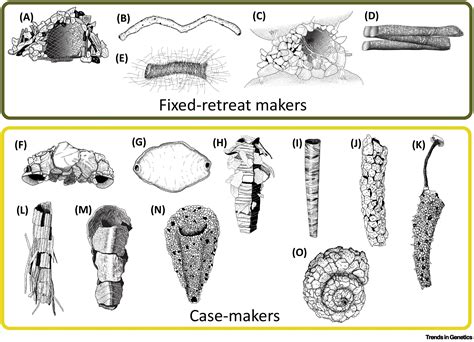 Unraveling the genetics of underwater caddisfly silk: Trends in Genetics