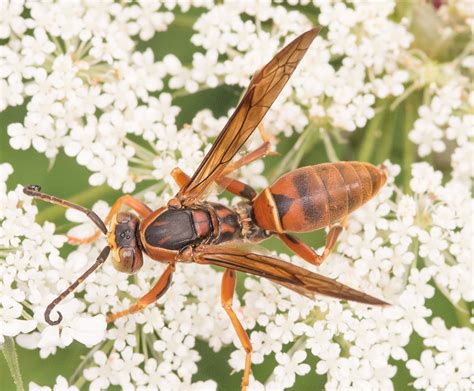 Maryland Biodiversity Project - Northern Paper Wasp (Polistes fuscatus)