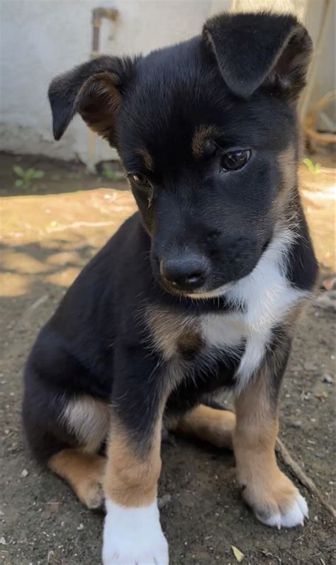 Black Pitbull German Shepherd Mix Puppies