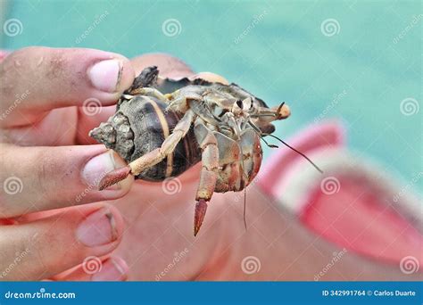 Wildlife in Guatemala: a Ecuadorian Hermit Crab is Handled by a Marine ...