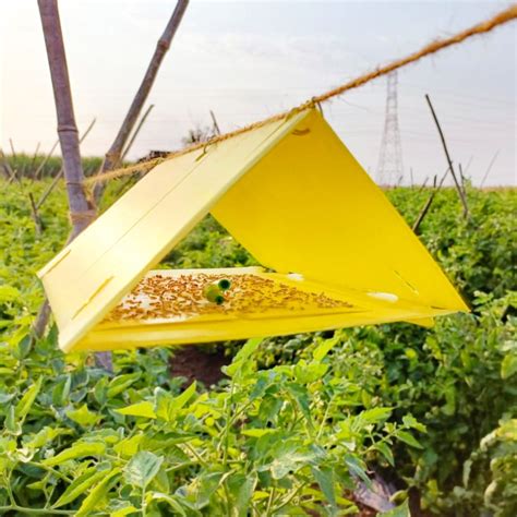 Delta Trap ( Pack of 10 ) – Agri-Route
