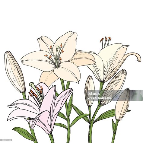 Bouquet Mit Lily Blume Knospe Und Blatt Hand Gezeichnete Illustration Vektorbild Im Skizzenstil ...