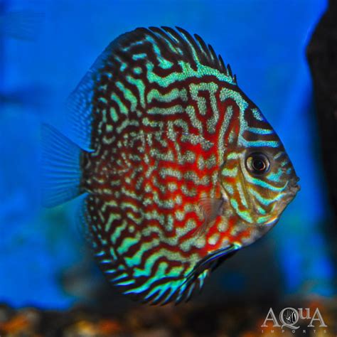 Image result for Blue Turquoise Discus