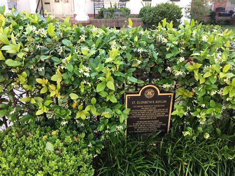 The Uptown Acorn: The Smell of Jasmine - what is the smell of jasmine
