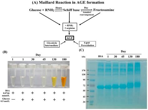Advanced Glycation End Products of Bovine Serum Albumin Suppressed Th1 ...