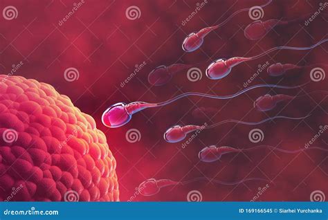 Sperm Egg Microscope