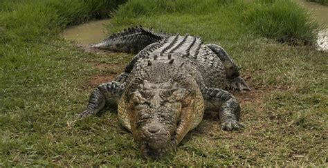 Is It True Crocodiles Are Mating Like Crazy After Hearing Chinook Helicopters Flying By? - A-Z ...