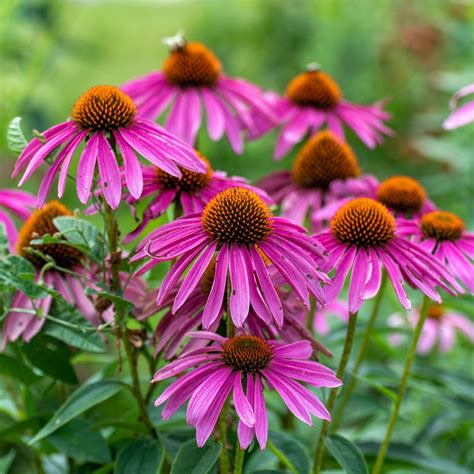 10 Stunning Deer Resistant Perennials That Bloom All Summer | TN Nursery