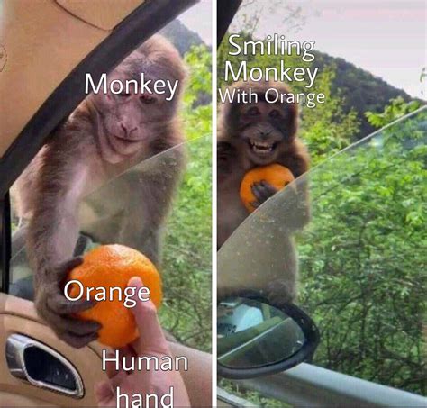Yes, smiling monkey : r/antimeme