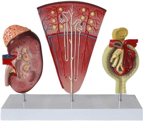 Human Kidney Model Kidney Nephron Glomerulus Anatomy Model With ...