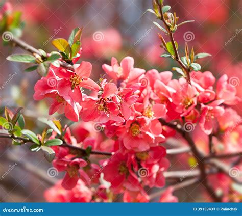 Flowering Quince Or Chinese Quince Shrub Chaenomeles Speciosa Stock ...